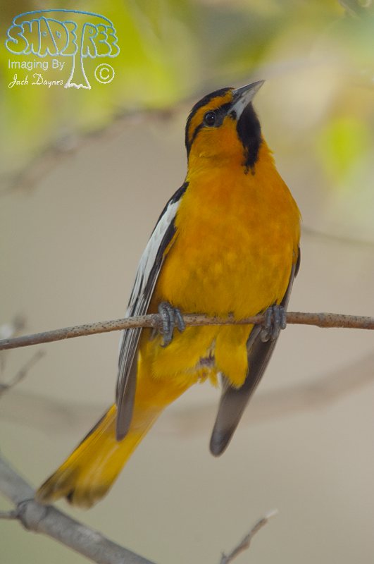 Bullock's Oriole - Icterus bullockii