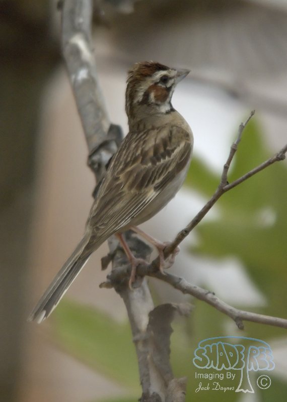 Lark Sparrow - Chondestes grammacus