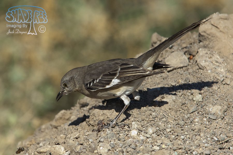 Northern Mockingbird - Mimus polyglottos