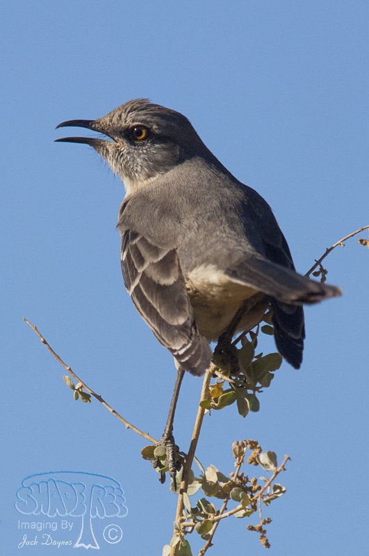 Northern Mockingbird - Mimus polyglottos