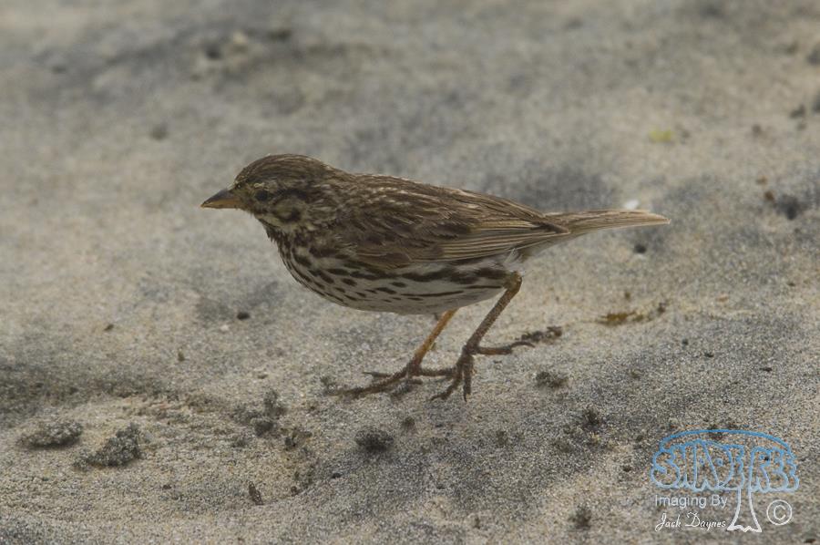 Savannah Sparrow - Passerculus sandwichensis