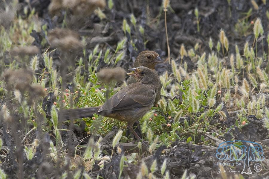 California Towhee - Melozone crissalis