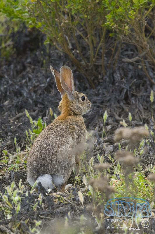 Desert Cottontail - Sylvilagus audubonii