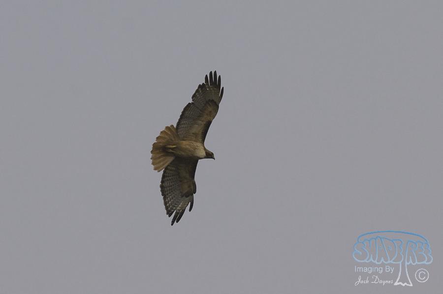 Red-Tailed Hawk - Buteo jamaicensis