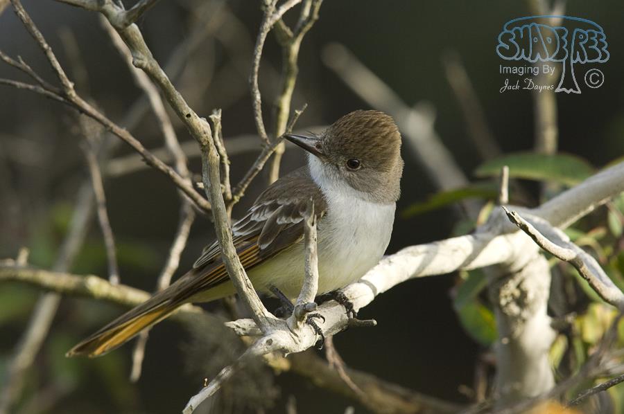Ash-Throated Flycatcher - Myiarchus cinerascens