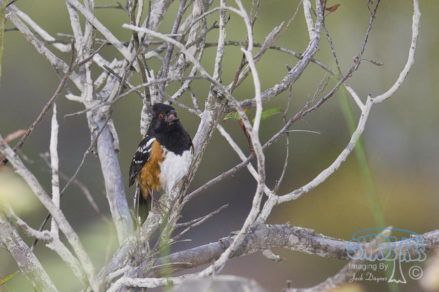 Spotted Towhee - Pipilo maculatus