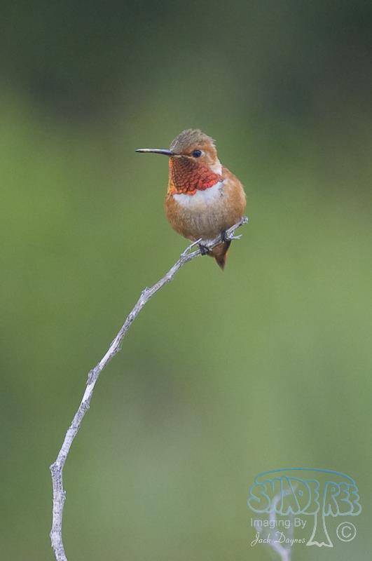 Allen's Hummingbird - Selasphorus sasin
