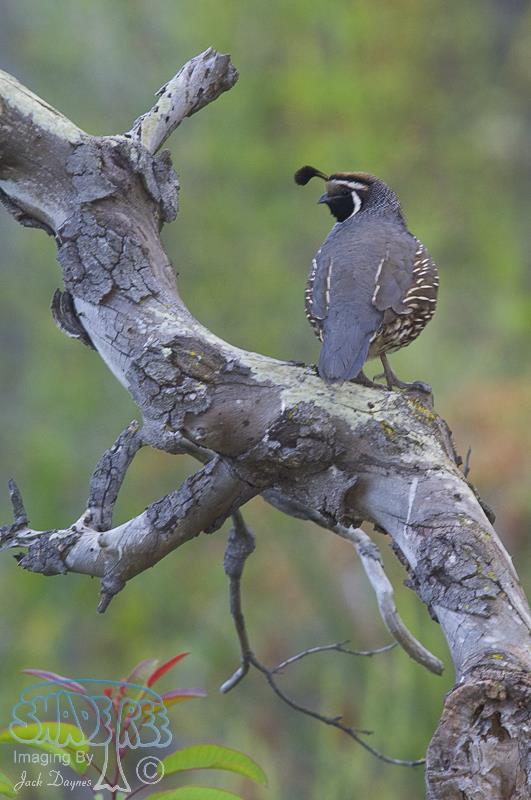 California Quail - Callipepla californica