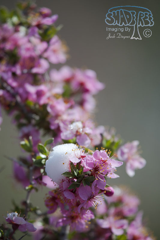 Desert Peach - Prunus andersonii