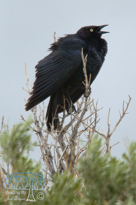 Brewer's Blackbird - Euphagus cyanocephalus