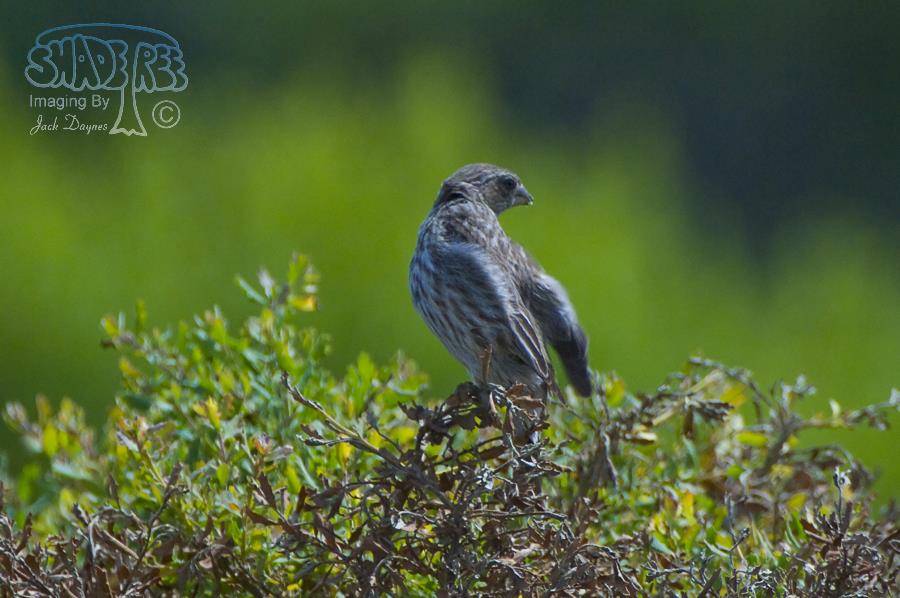 House Finch - Haemorhous mexicanus
