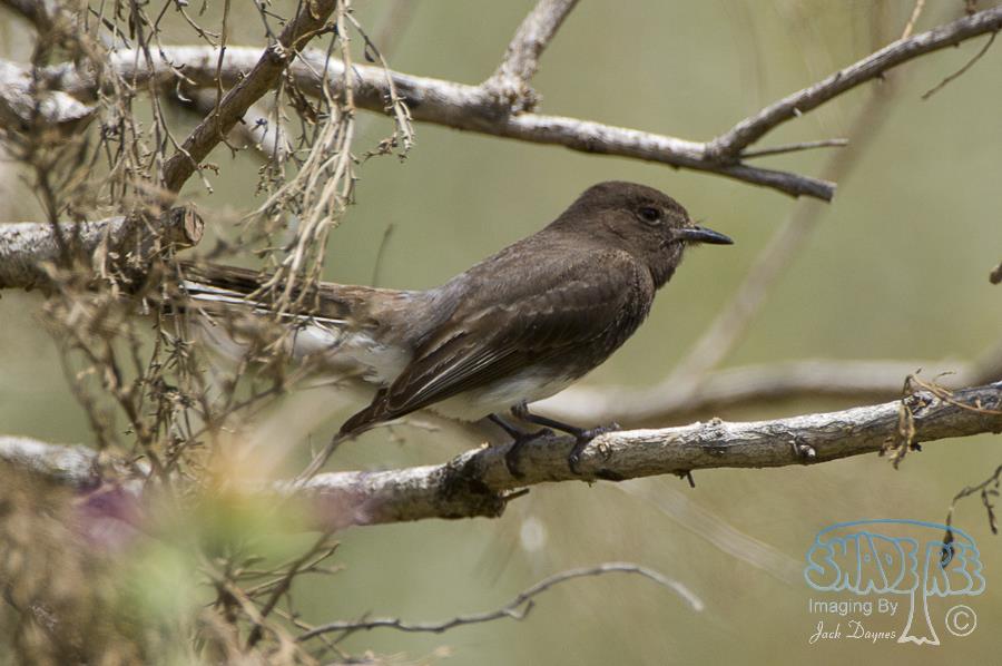 Black Phoebe - Sayornis nigricans