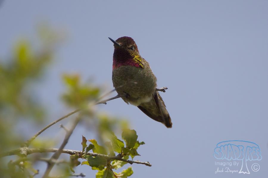 Anna's Hummingbird - Calypte anna