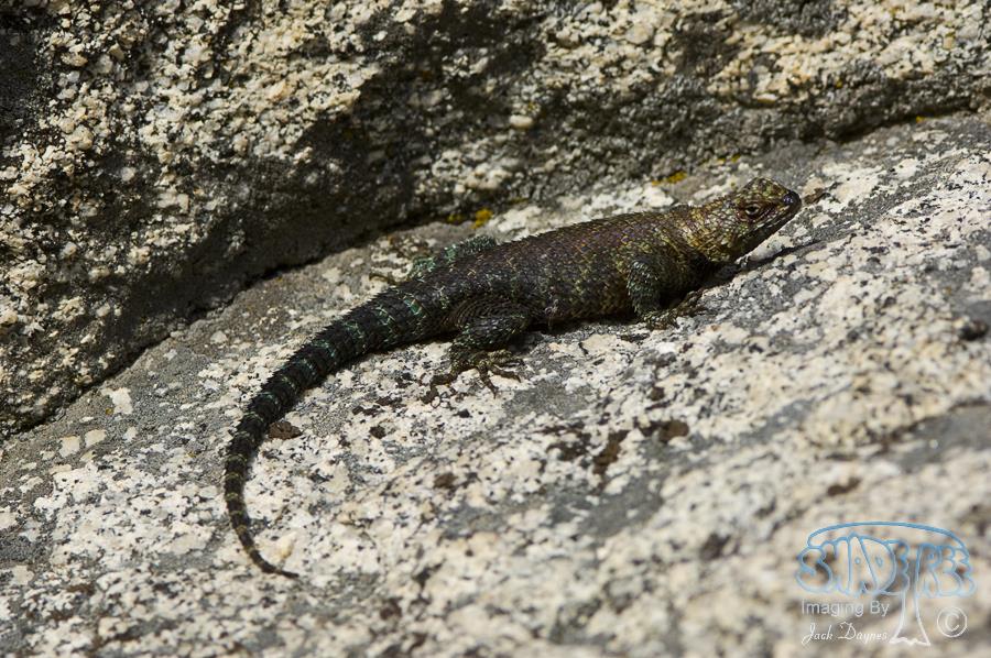 Granite Spiny Lizard - Sceloporus orcutti