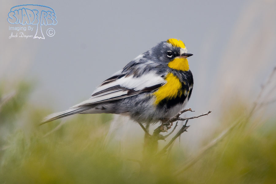 Yellow-Rumped Warbler - Setophaga coronata auduboni