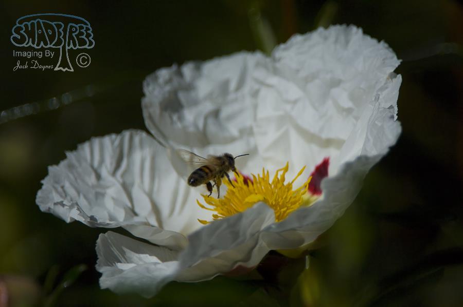 Prickly Poppy - Argemone munita