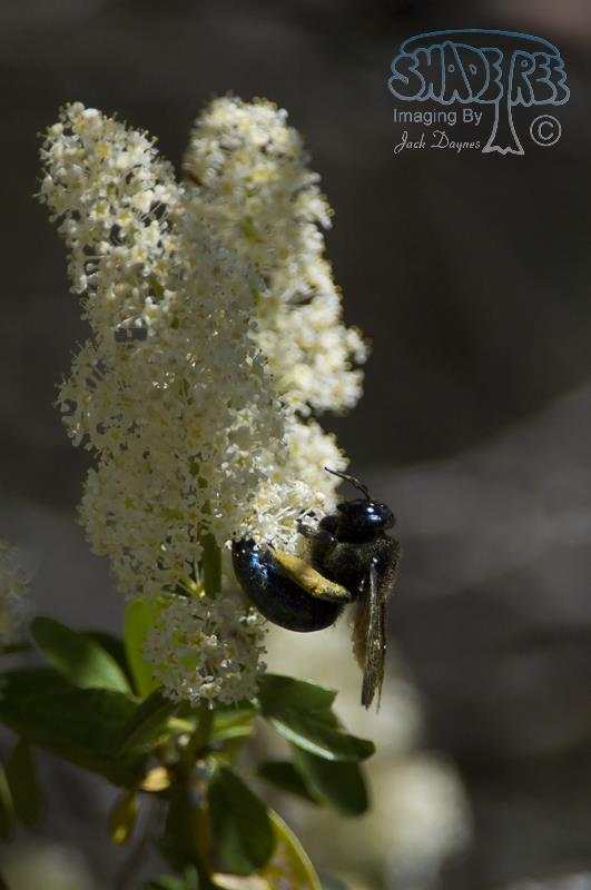 Snowflurry Ceanothus - Ceanothus thyrsiflorus