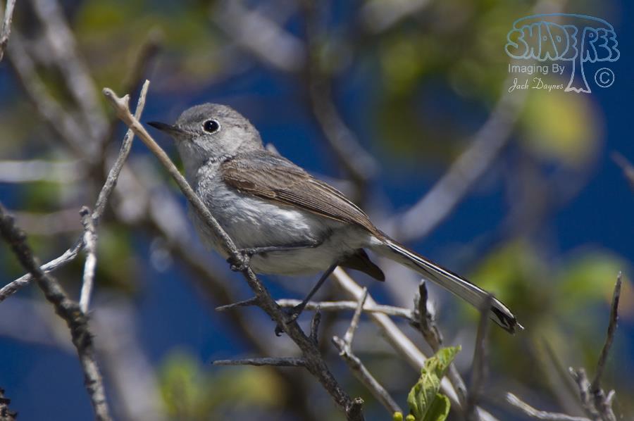 Blue-Gray Gnatcatcher - Polioptila caerulea