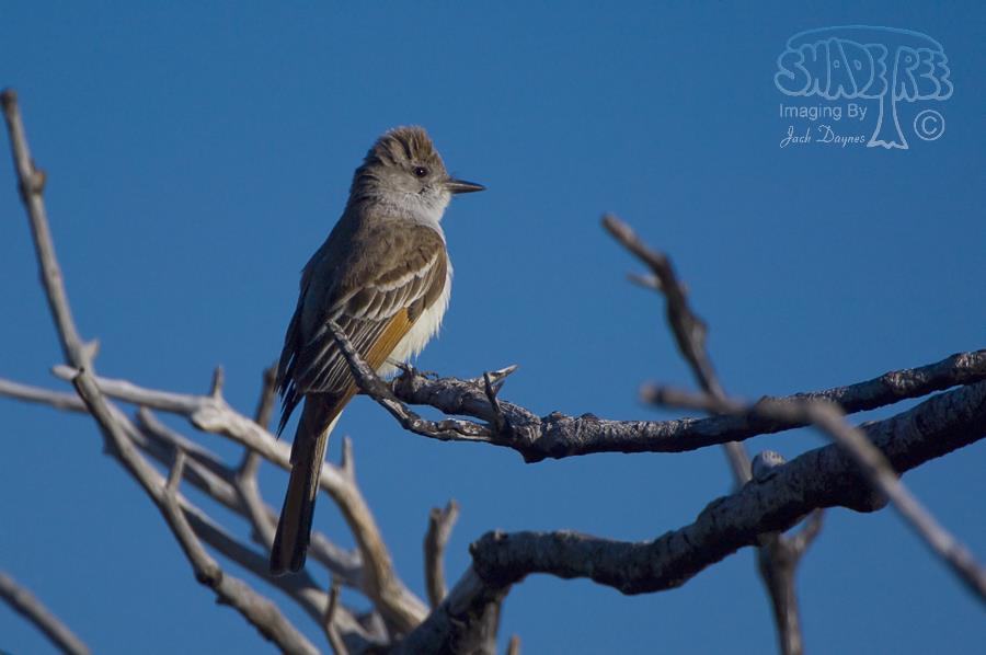 Ash-Throated Flycatcher - Myiarchus cinerascens