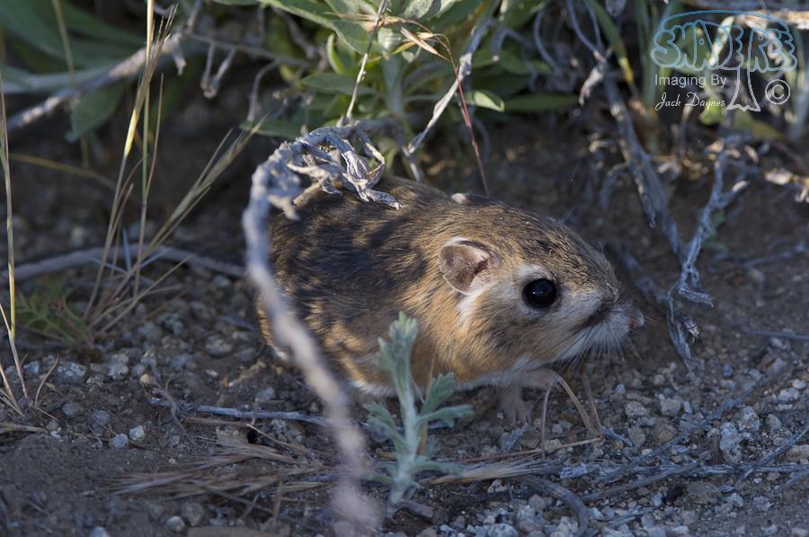 Dulzura Kangaroo Rat - Dipodomys simulans
