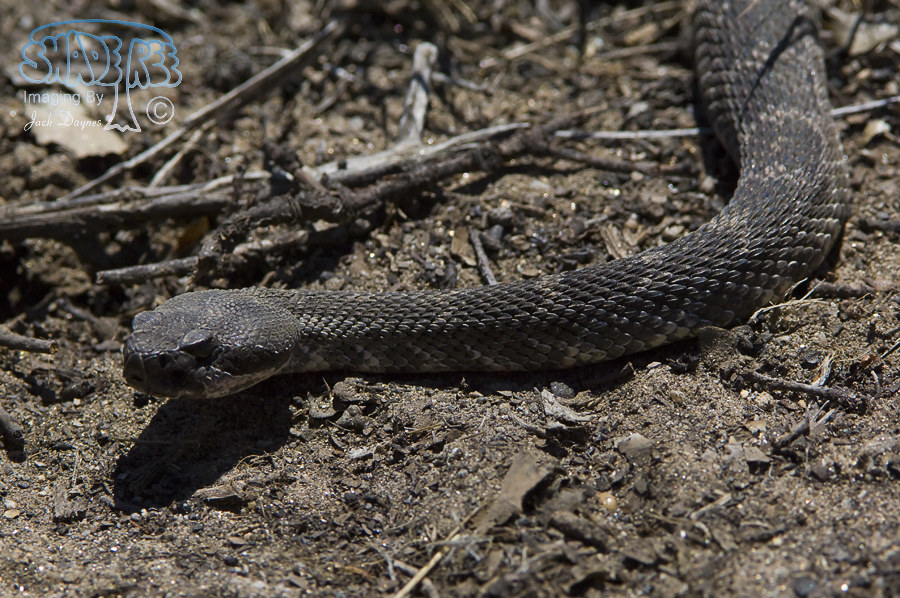 Southern Pacific Rattlesnake - Crotalus oreganus helleri