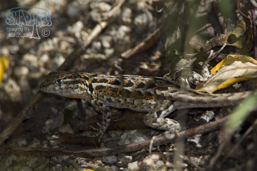 Side-Blotched Lizard - Uta stansburiana