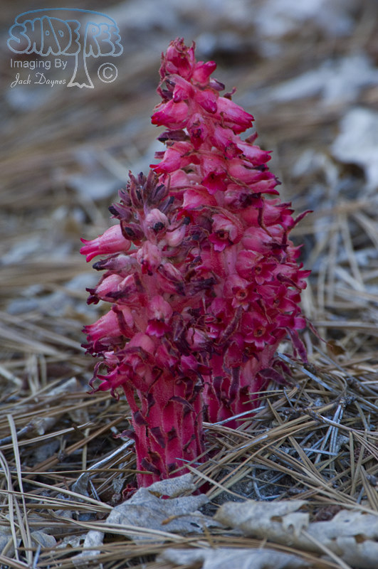 Snow Plant - Sarcodes sanguinea