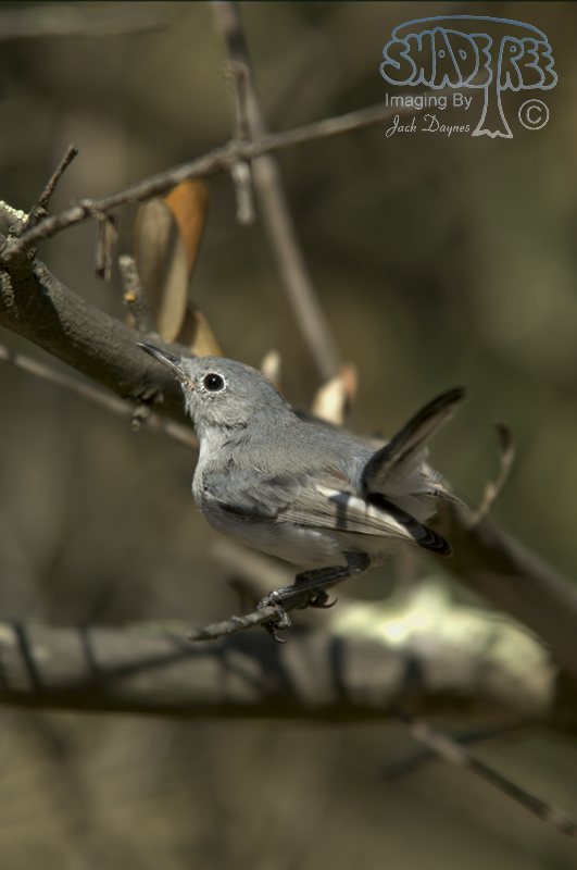 Blue-Gray Gnatcatcher - Polioptila caerulea