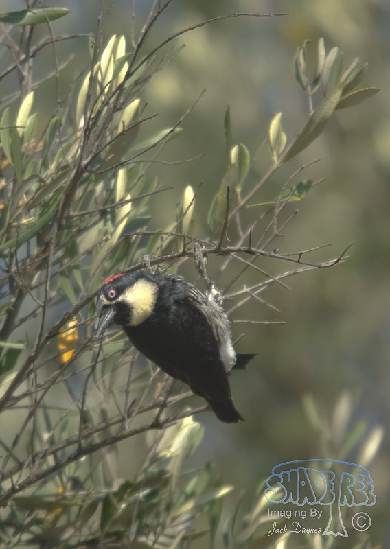 Acorn Woodpecker - Melanerpes formicivorus