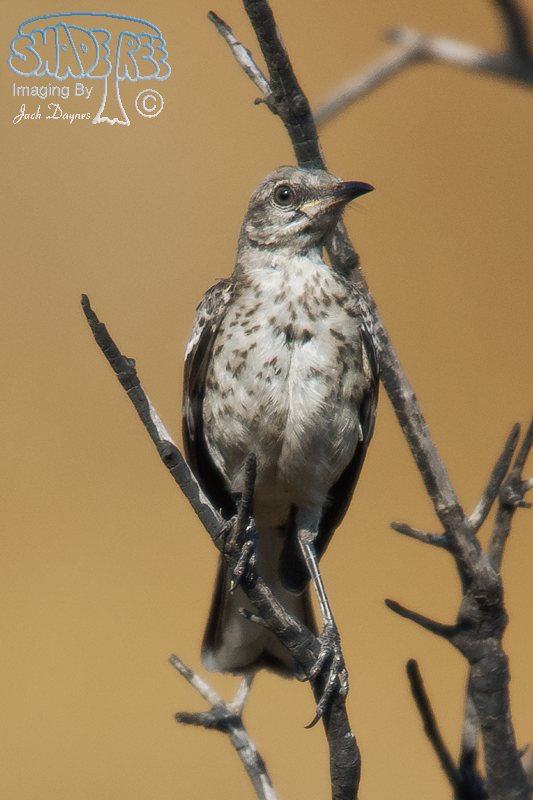Northern Mockingbird - Mimus polyglottos