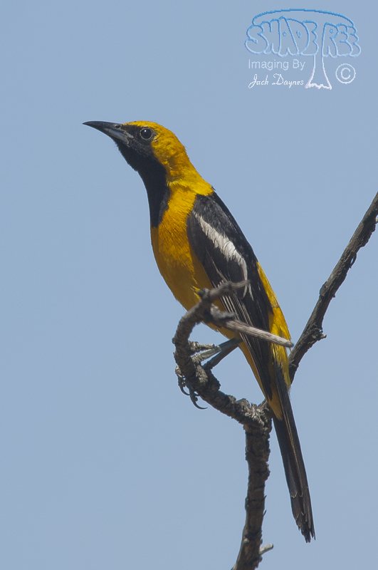 Hooded Oriole - Icterus cucullatus
