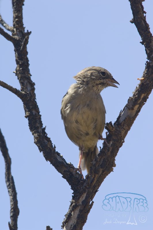 Rufous-Crowned Sparrow - Aimophila ruficeps