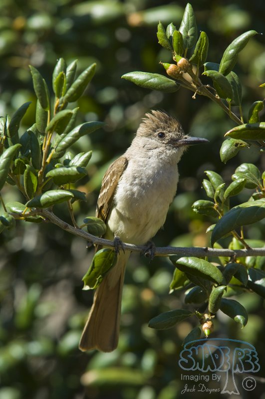 Ash-Throated Flycatcher - Myiarchus cinerascens