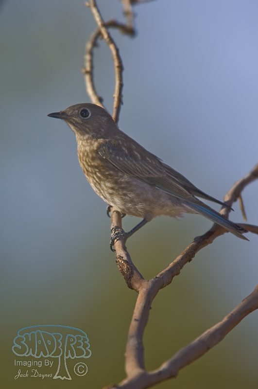 Western Bluebird - Sialia mexicana