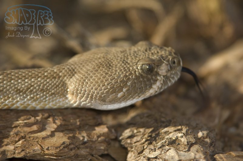 Red Diamond Rattlesnake - Crotalus ruber