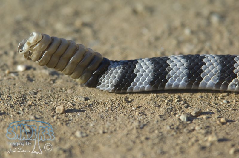Red Diamond Rattlesnake - Crotalus ruber