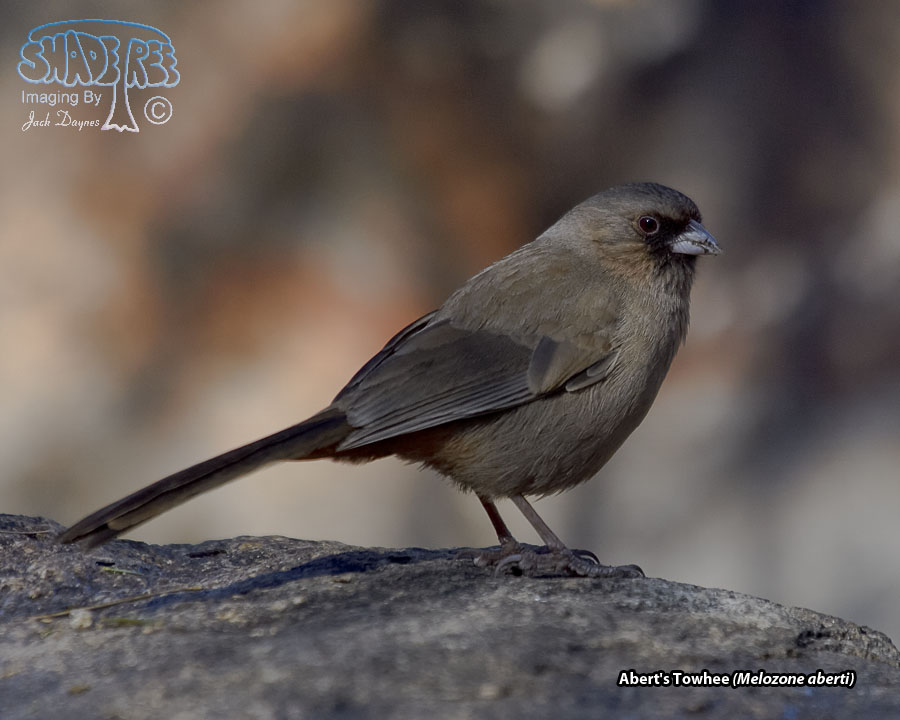 Abert's Towhee - Melozone aberti