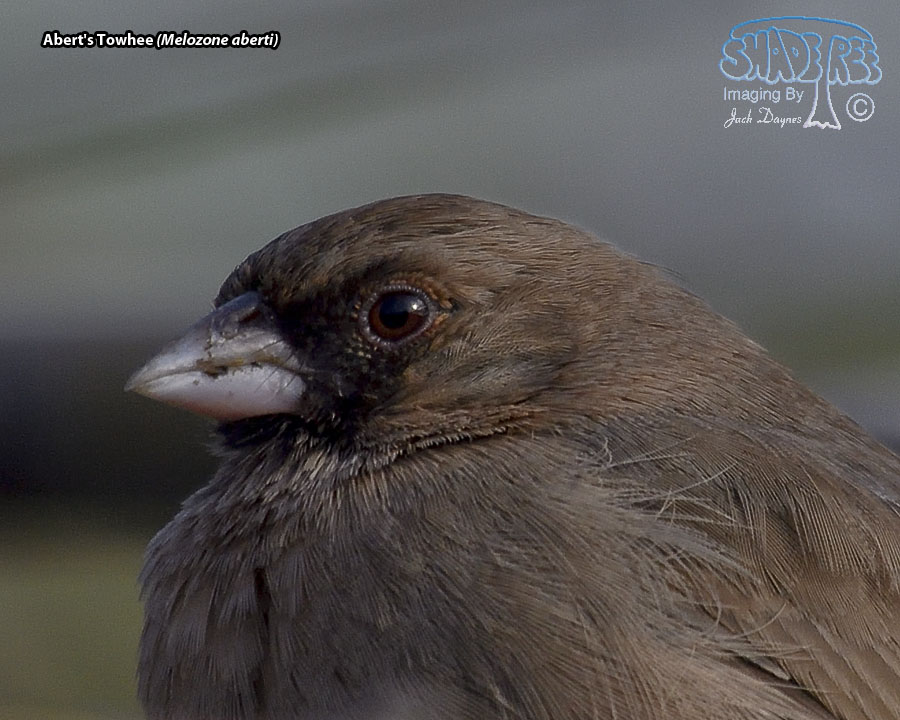 Abert's Towhee - Melozone aberti