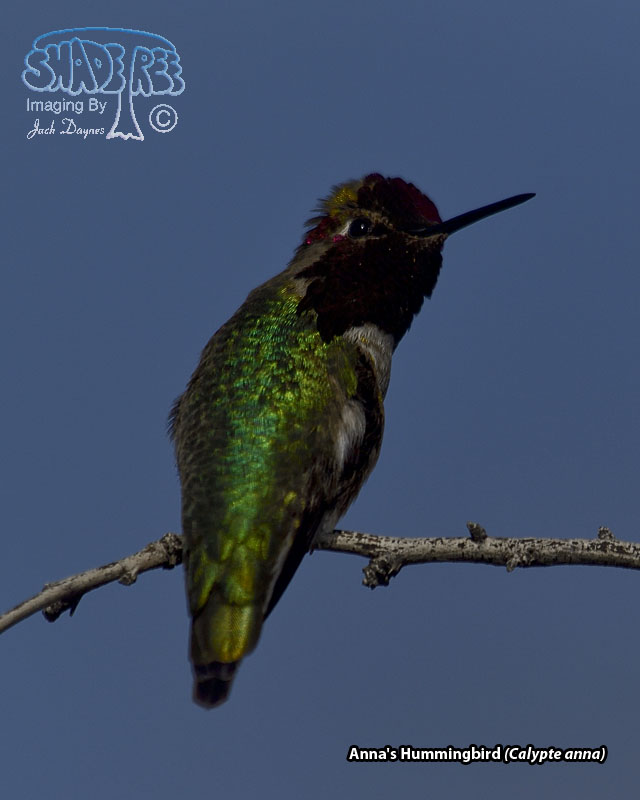 Anna's Hummingbird - Calypte anna