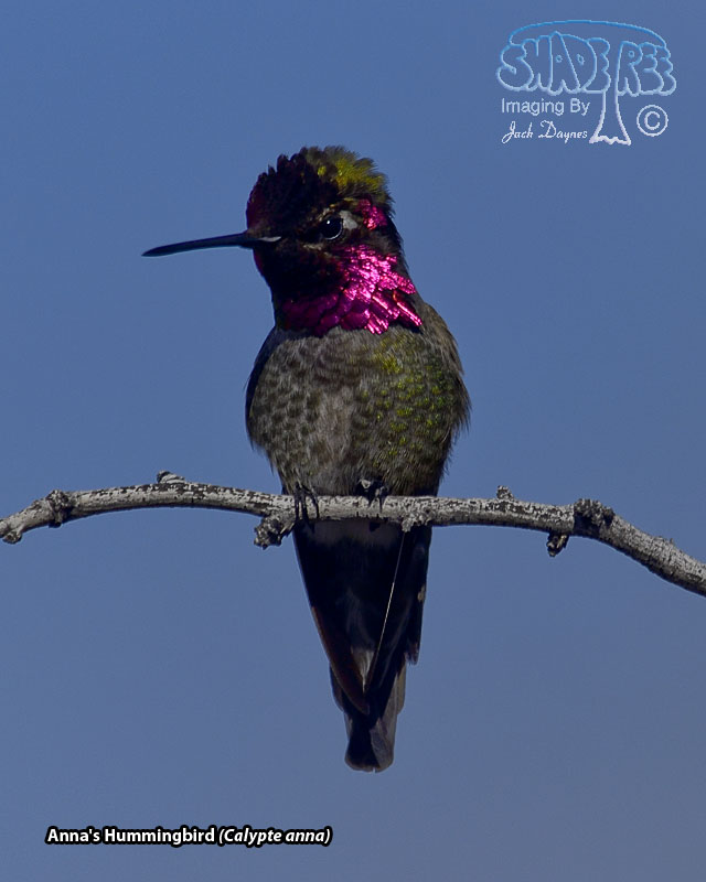 Anna's Hummingbird - Calypte anna