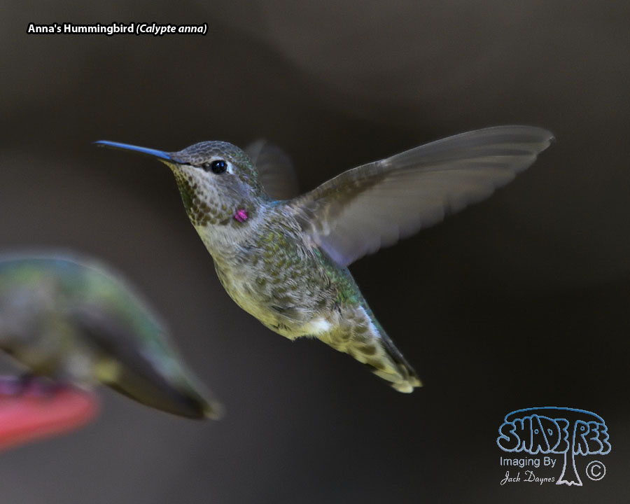Anna's Hummingbird - Calypte anna