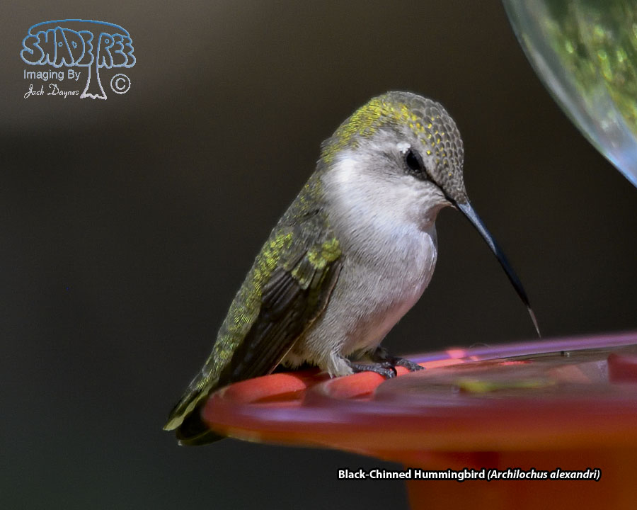 Black-Chinned Hummingbird - Archilochus alexandri