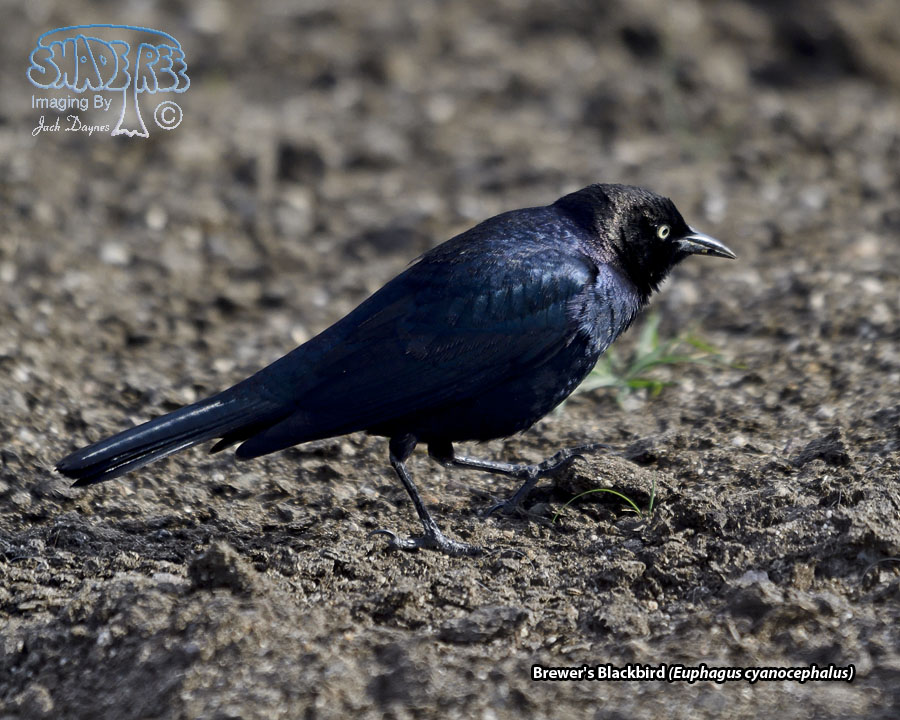 Brewer's Blackbird - Euphagus cyanocephalus