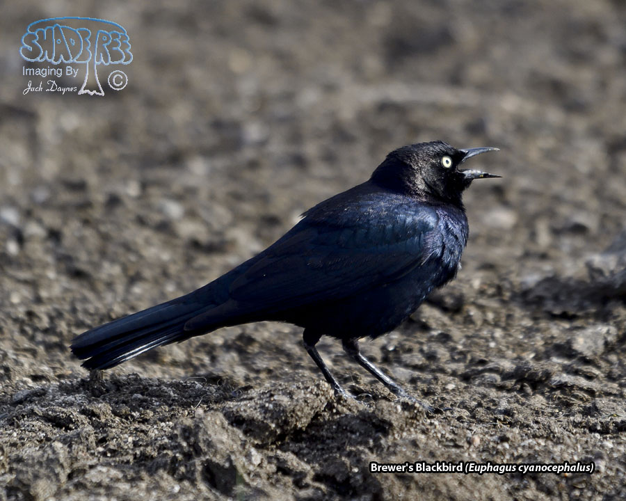 Brewer's Blackbird - Euphagus cyanocephalus