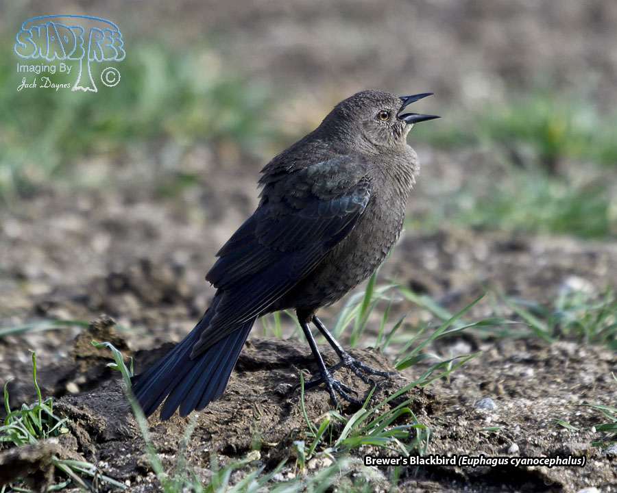 Brewer's Blackbird - Euphagus cyanocephalus