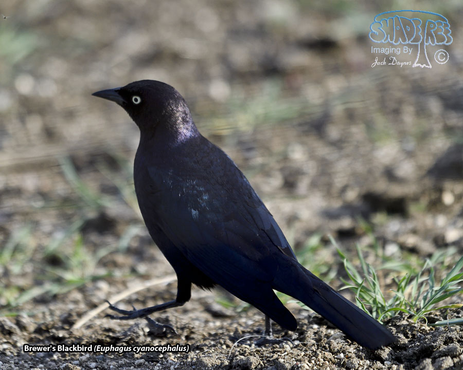 Brewer's Blackbird - Euphagus cyanocephalus