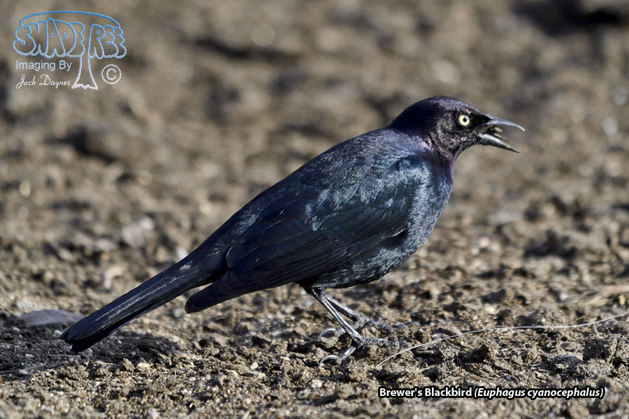 Brewer's Blackbird - Euphagus cyanocephalus