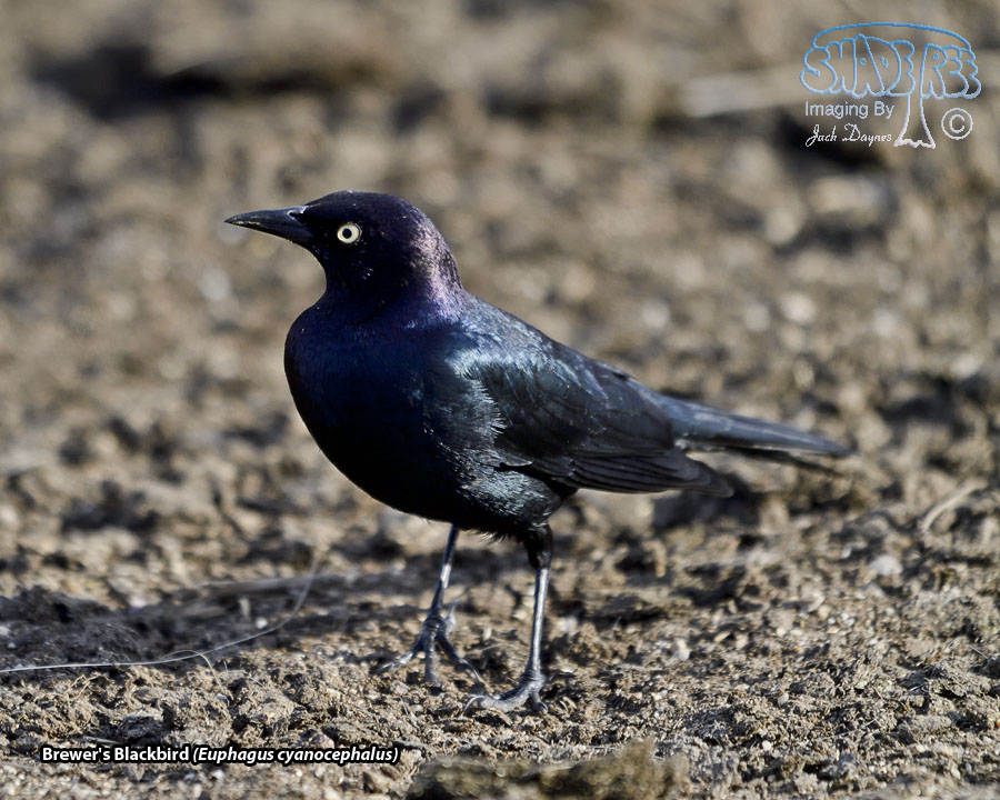 Brewer's Blackbird - Euphagus cyanocephalus