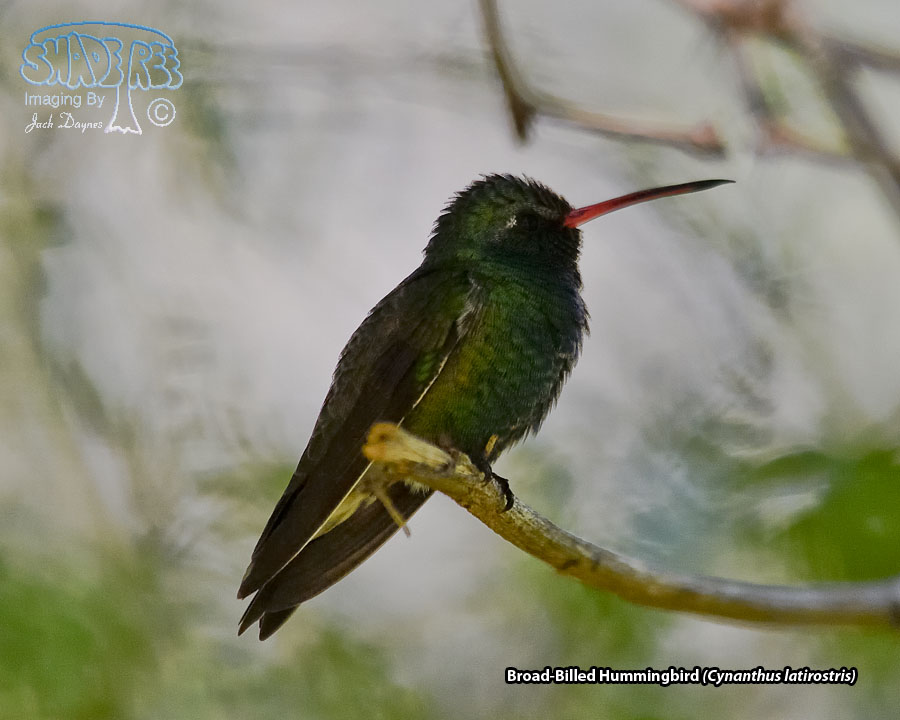 Broad-Billed Hummingbird - Cynanthus latirostris