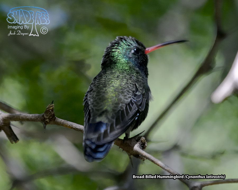 Broad-Billed Hummingbird - Cynanthus latirostris